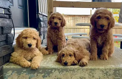 F1B Golden Doodle puppies, View more