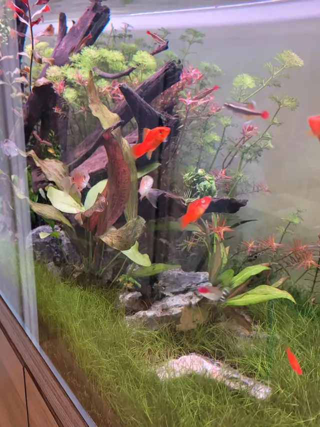 Complete Planted Aquarium Setup in Accessories in Norfolk County - Image 5