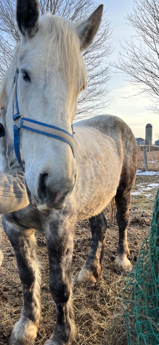 Percheron Mare in Horses & Ponies for Rehoming in Oshawa / Durham Region - Image 2