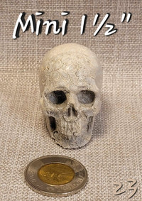 Mini Crâne Skullis de 1½" Corail naturel. Coral Mini Skull