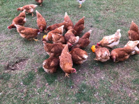 Laying Hens 
