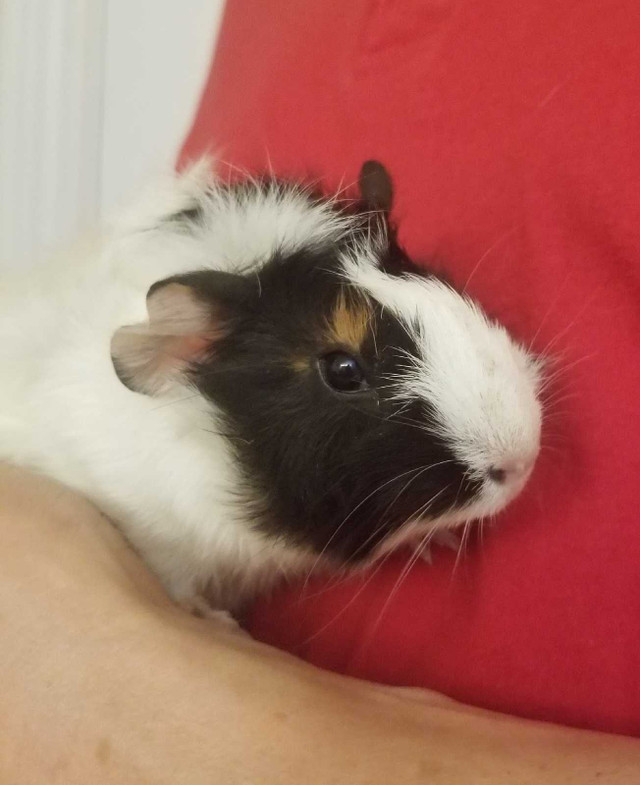 Baby guineapig girl in Small Animals for Rehoming in City of Toronto - Image 4