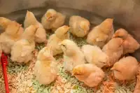Pure Bred Buff Orpington Chicks 