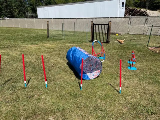 Kit entraînement pour chiens in Accessories in Lanaudière - Image 3