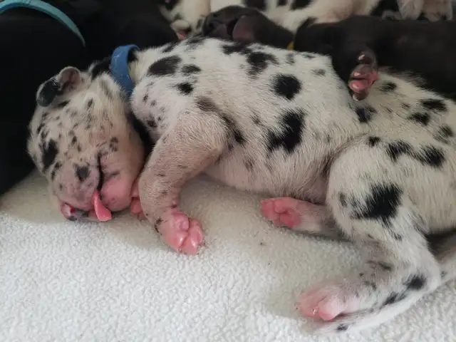 CKC Registered Great Dane Puppies in Dogs & Puppies for Rehoming in City of Toronto - Image 5