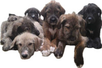Irish Wolfhound Puppies for sale