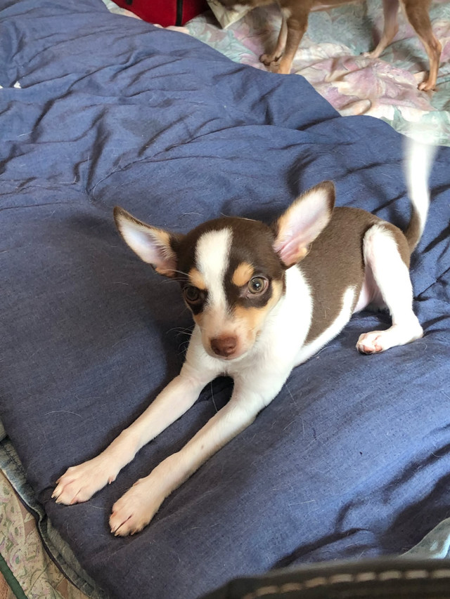 Chihuahuas à vendre dans Chiens et chiots à adopter  à Ville de Montréal - Image 4