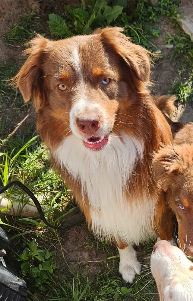 ^^Berger Australien^^ in Dogs & Puppies for Rehoming in Lanaudière - Image 8