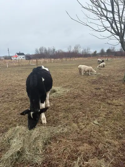 Holstein steer , View more