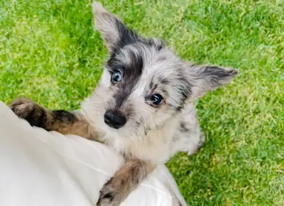 ❤️Pomapoo  puppies ❤️705-707-1134, View more