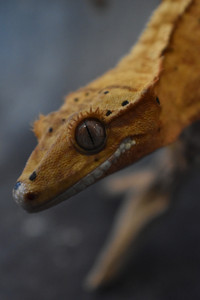 Crested Gecko 