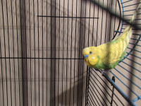 Rehoming Budgies