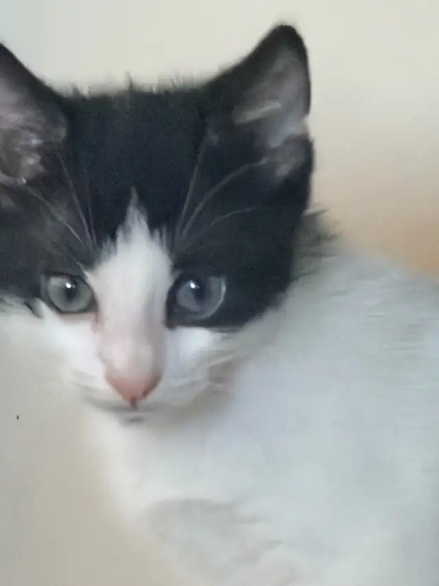 Kittens-   pest control lineage in Cats & Kittens for Rehoming in Delta/Surrey/Langley - Image 8