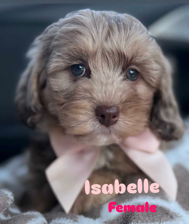mini poodle x shihtzu puppies  in Dogs & Puppies for Rehoming in Ottawa
