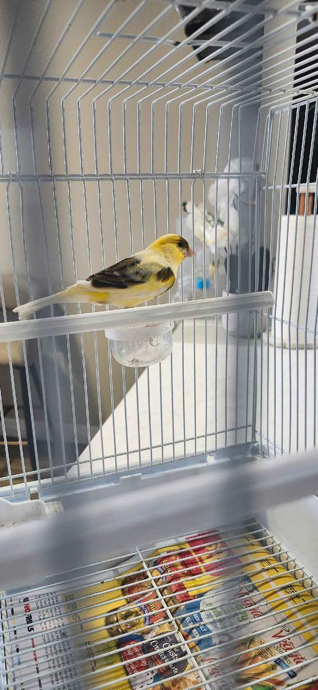 American male canary singer born 2024 in Small Animals for Rehoming in London - Image 3