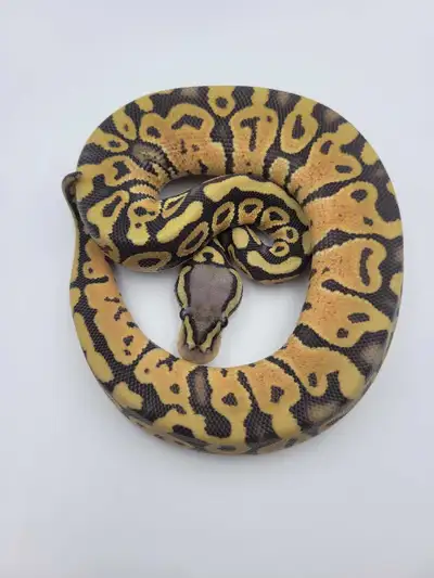 pastel hypo het pied, View more