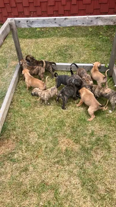 Cane Corso Boxer mix, View more