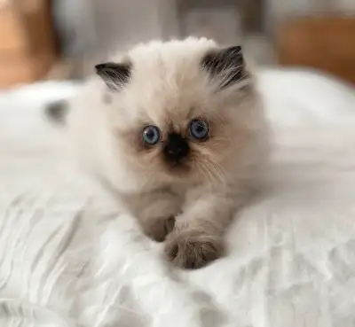 chat persan male pure, View more