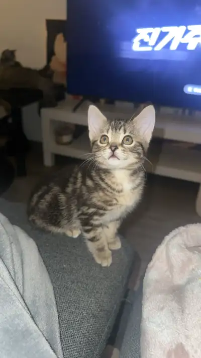 Kitten for Sale, View more