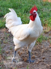 FREE Purebred Bresse roosters