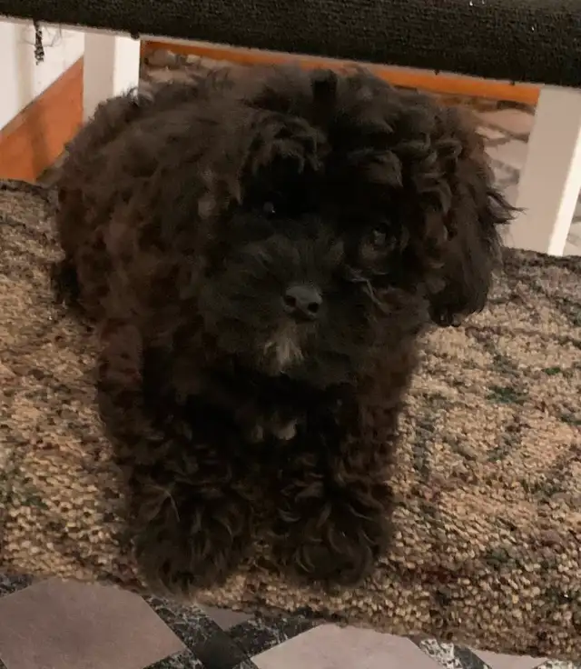 Female Poodle Cross in Dogs & Puppies for Rehoming in Oshawa / Durham Region - Image 5