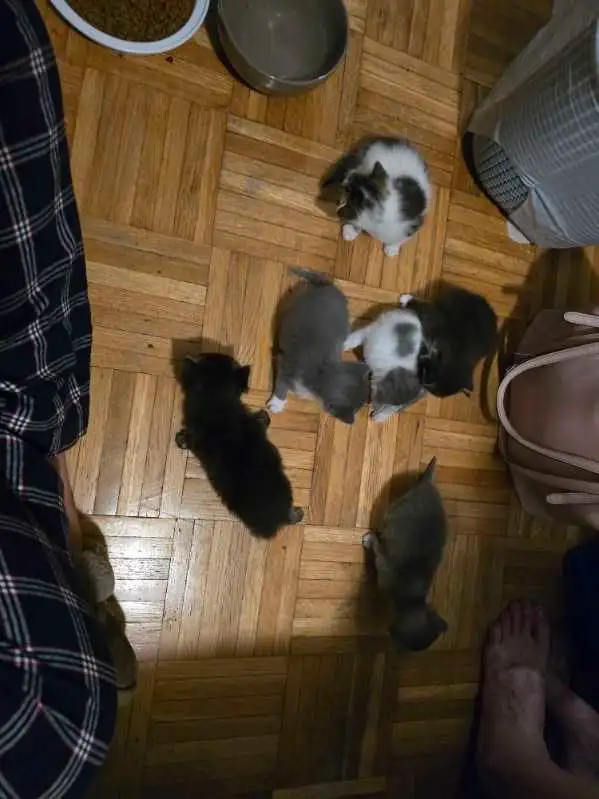 ragdoll cross siberian kittens