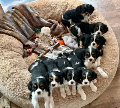 CKC Registered Cavalier King Charles Puppies!!!, View more