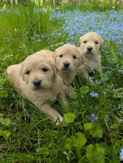 chiots Golden retriever Domaine MaNa, View more