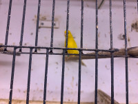 Colored Canaries for Sale