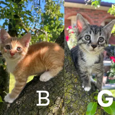 Beautiful Kittens for Sale, View more