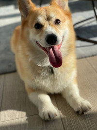 Corgi for Rehome - 6 years old - RESOURCE GUARDING