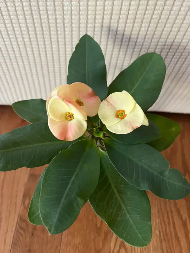 RareFind EasyCare HealthilyBeautifullyGrown QueenOfThornsONLY$45 in Plants, Fertilizer & Soil in Markham / York Region - Image 4