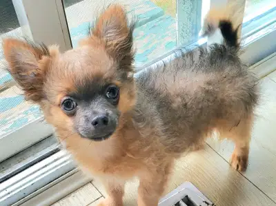 Lilac Sable Longhaired Chihuahua Male Puppy, View more