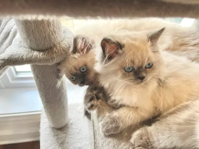 Beautiful blue point ready for rehoming in Cats & Kittens for Rehoming in Longueuil / South Shore - Image 8