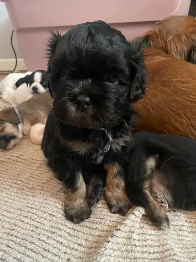 Tibetan Spaniel/ Shih Tzu Puppies, View more