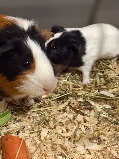 Free to good home, View more