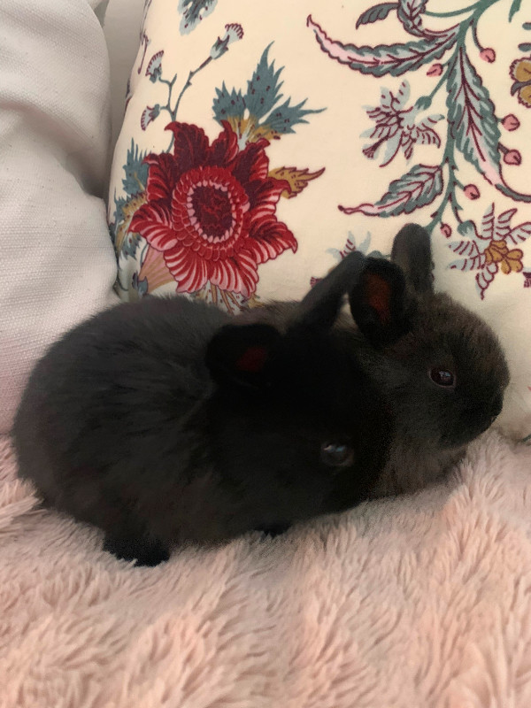 6 week old netherland dwarf x holland lop babies in Small Animals for Rehoming in Delta/Surrey/Langley - Image 2