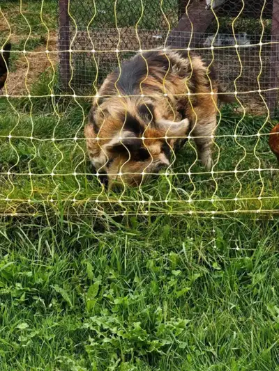 kunekune, View more