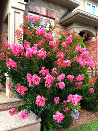 Tall Winter Hardy Crape Crepe Myrtle Flower Lagerstroemia PLANT