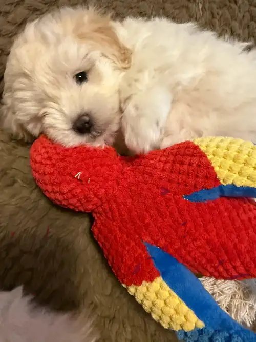 1 beautiful maltepoo (Maltese Poodle) puppies 1 female left Born February/6/2025 and Will be ready t...