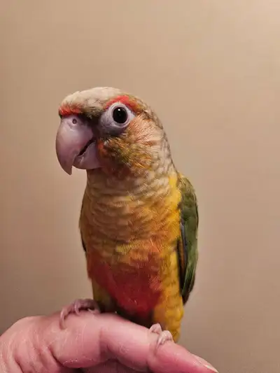 DNA'D Conure Babies, View more