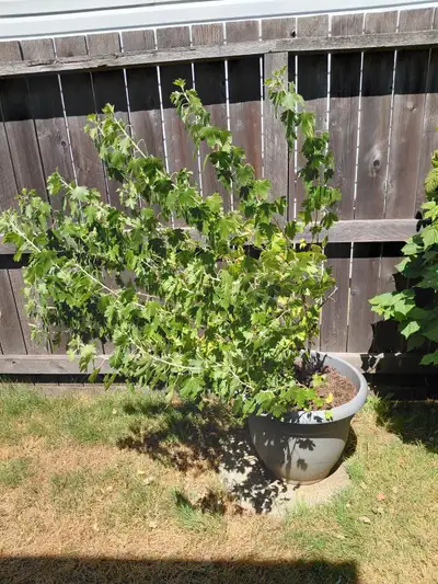 BLACK CURRANT BUSH & POT, View more