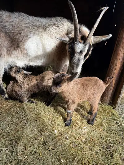 We have a couple bottle babies that can leave anytime. The rest will be ready to go to new homes in...