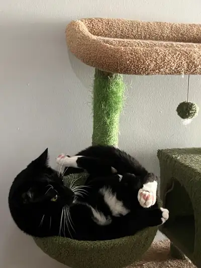 Male tuxedo cat for rehoming, View more