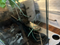 Stick insects 