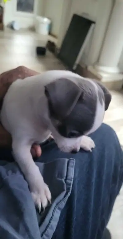 Beautiful Chihuahua Puppies!, View more