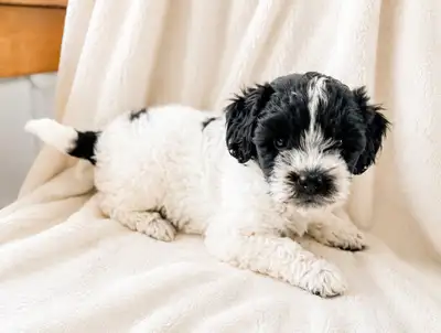 F1B Cockapoo Puppies!!, View more