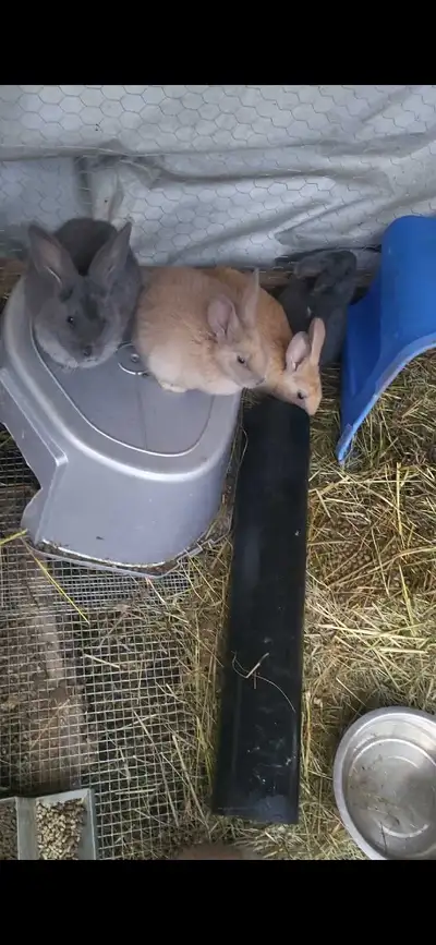 Young Rabbits , View more