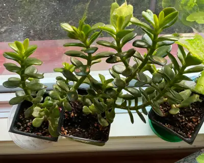 Bring beauty to your indoor space with these beautiful succulent plants in 3 1/2” pots. Super health...