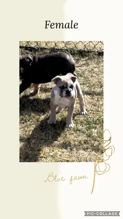 English Bantam Bulldogs, View more